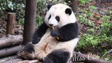 Panda Berusia Satu Tahun Dua Bulan yang Menguyah Bambu, Pintar Sekali