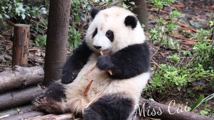 [Giant pandas] Cute! The 14-month-old He Hua is eating bamboo shoots