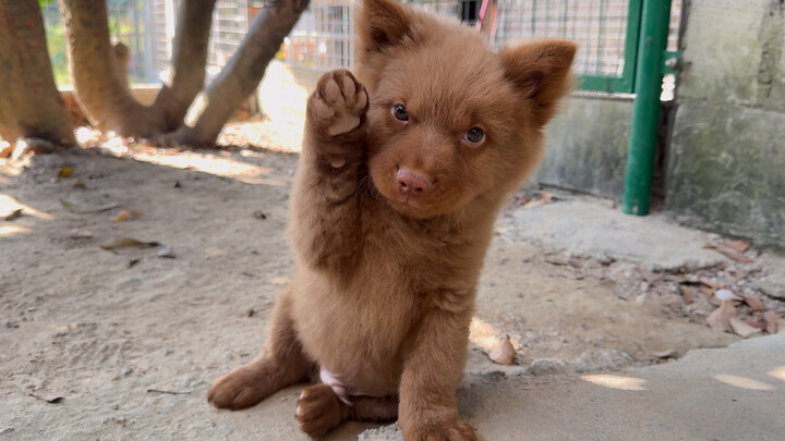 Seekor anjing kampung kecil yang berwatak lembut dan tenang, bertubuh mungil namun juga pandai menya