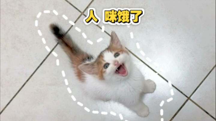 Làm cơm cho mèo chậm một chút là nó giận ngay～
