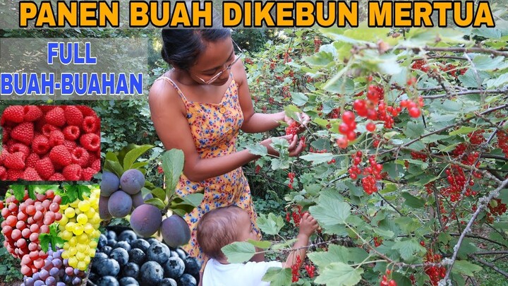 GREBEK KEBUN MERTUA DI JERMAN 😍