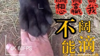 ألعب لعبة اللكمات مع القطة الكبيرة