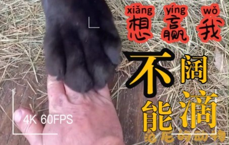 Chơi trò đánh tay với mèo lớn