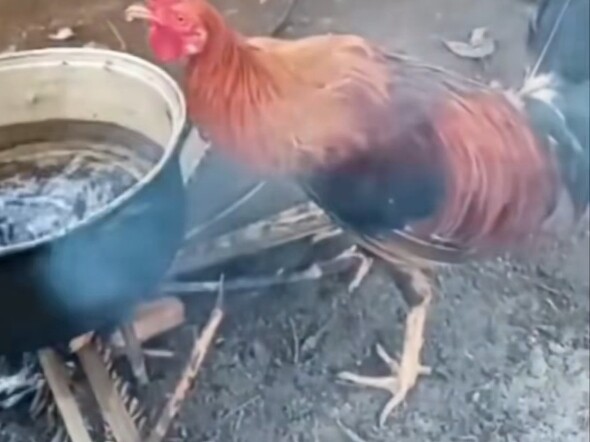 ถ้าคุณเป็นคนอยู่ในหม้อจะเป็นยังไง?