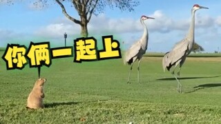土拨鼠与沙丘鹤长达半年的抢地盘！