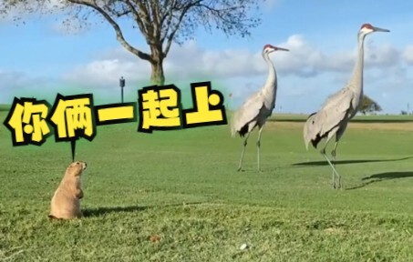 Groundhog vs. Sandhill Crane: A Six-Month Battle for Territory!