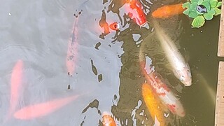 Koi fish