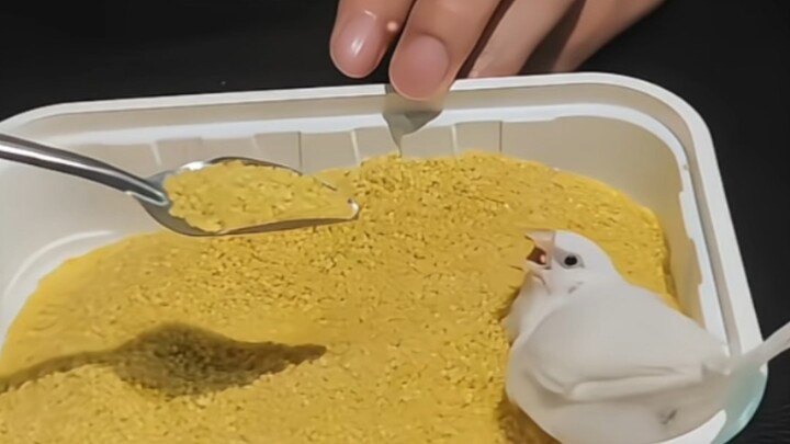 “So noisy—my friend gave me a pair of zebra finches”
