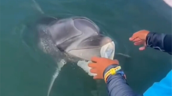 Humans Coexist Peacefully with Marine Life