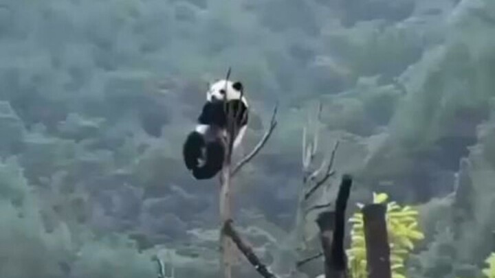 The adorable red panda is in a class of its own!!!