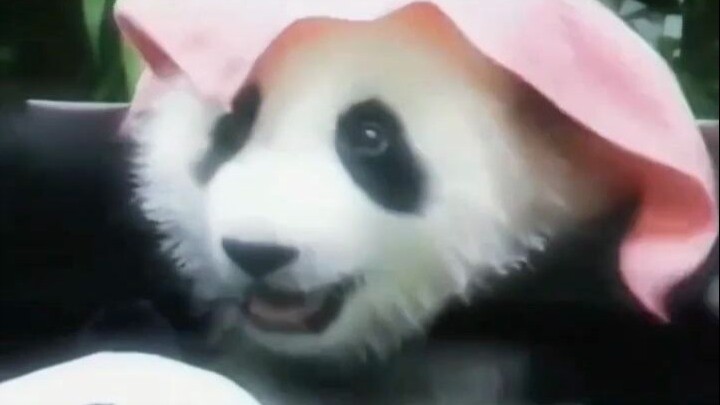 Gấu con còn tưởng mình đã thực sự dọa được bố sữa, nên cười nghiêng ngả.