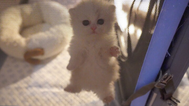 A little kitten breaks out of its cage late at night—could it be to sneak a taste of cat food?