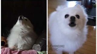 Affection Touching Across Time (Inuyasha) but Dogs Sung It (Doggos and Gabe)
