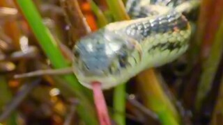Snake eating tadpoles, predator attack