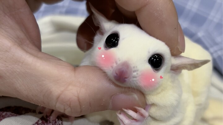 She’s looking more and more like a seal… How many is she even carrying, anyway?