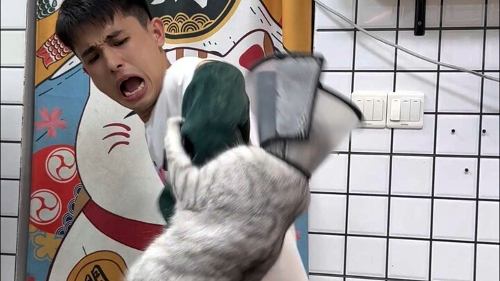 邪恶银渐层洗护