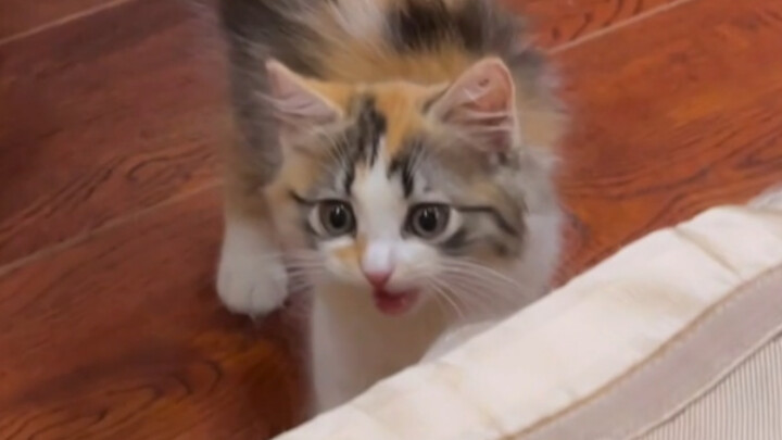 Berteriak-teriak, lalu tiba-tiba sudah dewasa