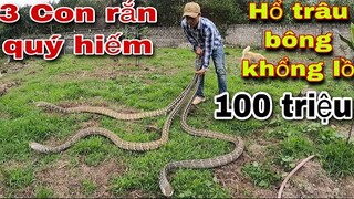 Hổ Trâu Bông Loài Rắn Quý Hiếm Độc Lạ  | Săn Bắt Ẩm Thực Vùng Cao