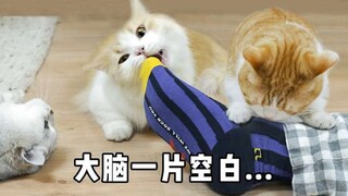 用猫薄荷洗澡后，男朋友差点被猫吃掉！