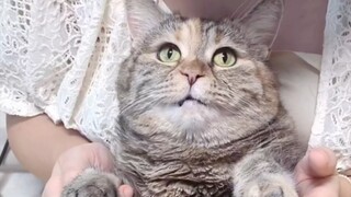 How to Help Your Cat Build Abs