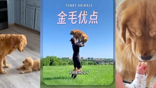 金毛的优点‼️是一位好家人🐶