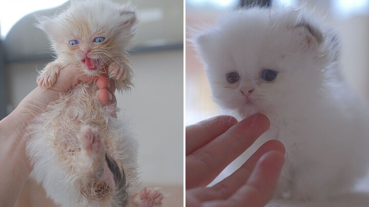 How big can the difference be between a kitten before and after a makeover? It’s like two completely
