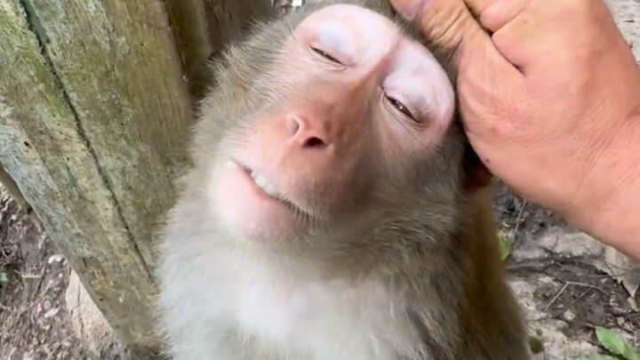 ถามหน่อย ลิงยอมรับมั้ย