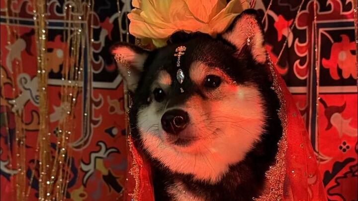 Taking My Dog to Experience Spas in Different Countries: The India Edition