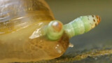 把蜗牛变僵尸蜗牛的双盘吸虫