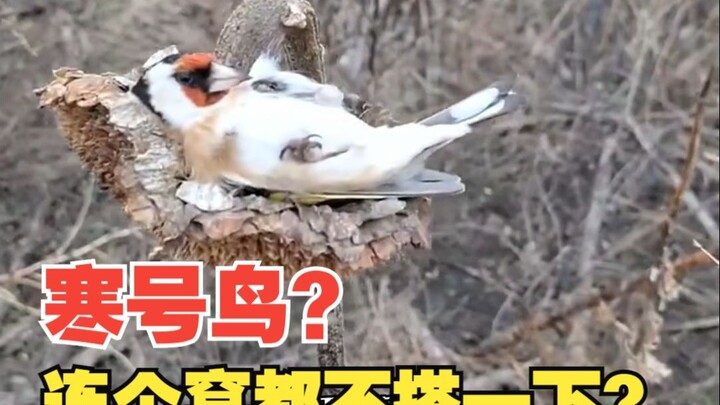 Tôi là chim Kim Tước. Có người bảo tôi chính là con chim Hàn Hào trong truyền thuyết: lười biếng, đế