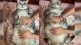 Cute Fat Cats