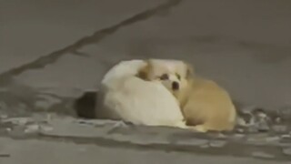 That chubby little mutt is seriously super cute!