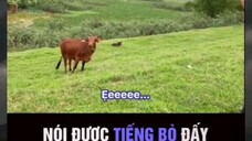 đố mày nói đc tiếng bò đấy