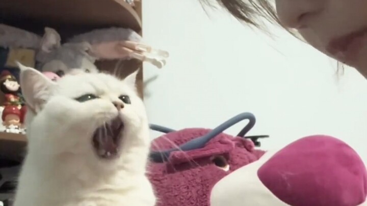 น้องแมวไม่พูด แค่อ้าปากบอกเป็นนัยๆ เท่านั้นเอง～
