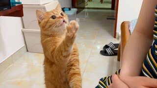 When you have a clingy little orange cat, help! He really loves me!!!