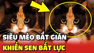 Chiếc mèo với KHẢ NĂNG BẮT GIÁN và pha xử lý CỒNG KỀNH khiến Sen bất lực 😂 | Yêu Lu