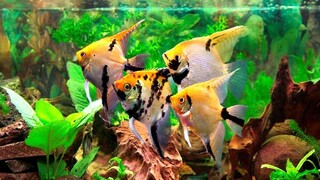 8 jenis ikan hias yang bisa disatukan dengan ikan manfish