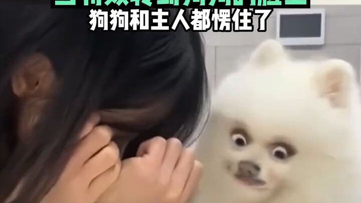 The owner and their dog are playing with video filters—when the filter switches to the dog’s face, b