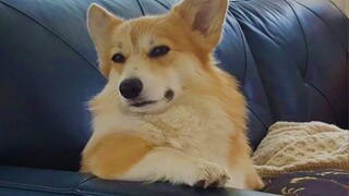 Sometimes my dog forgets how to be a dog 🤣 Funny Dog