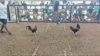 Isa, dalawang palo patay