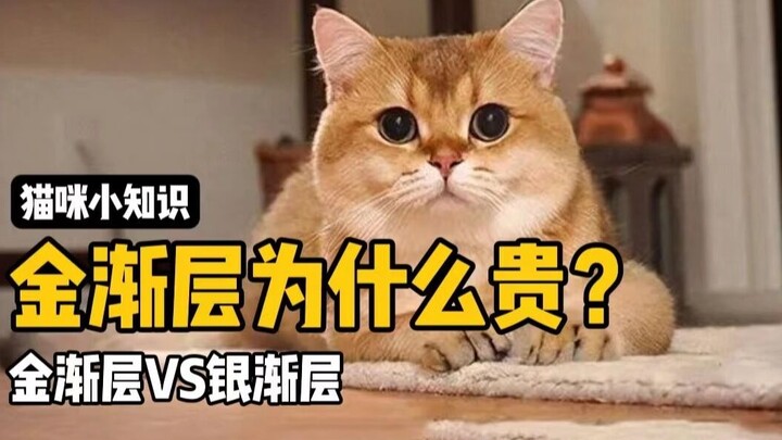 金渐层为什么这么贵？充皮肤真的这么有用？