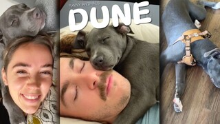 Dune, who's always sleepy, was actually scared when he first met a cat on his very first walk 🥹