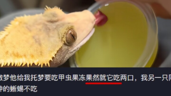 น้องสัตว์เลี้ยงพูดไม่ได้ แต่มันก็มาเข้าฝันคุณแบบน่ารักๆ นะ