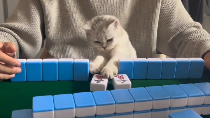 Cat: If you'd listened to me, you'd have won this hand already.