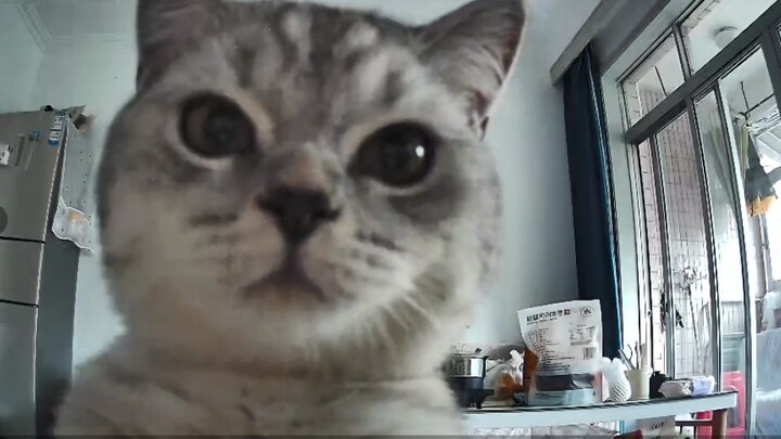 Curious Kitty Tackles the Camera!