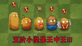 坚果中的王者，五阶:小坚果