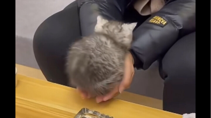 كأنه يعلم أنه ذلك الصغير اللطيف المدلَّل بين الكفين…