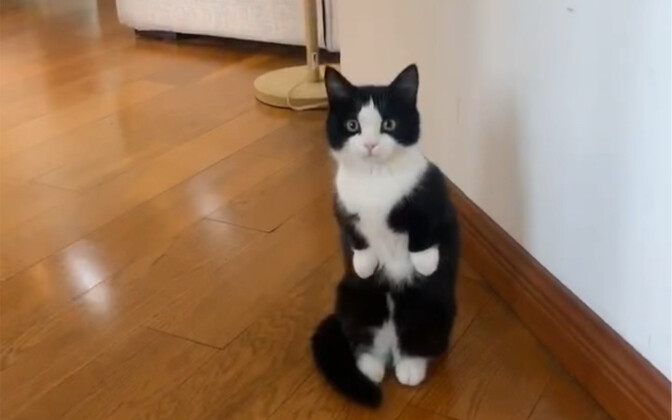Pet Little Penguin