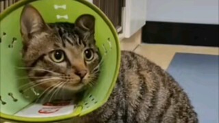 如果你的猫猫不听话就把它的铃铛割掉吧