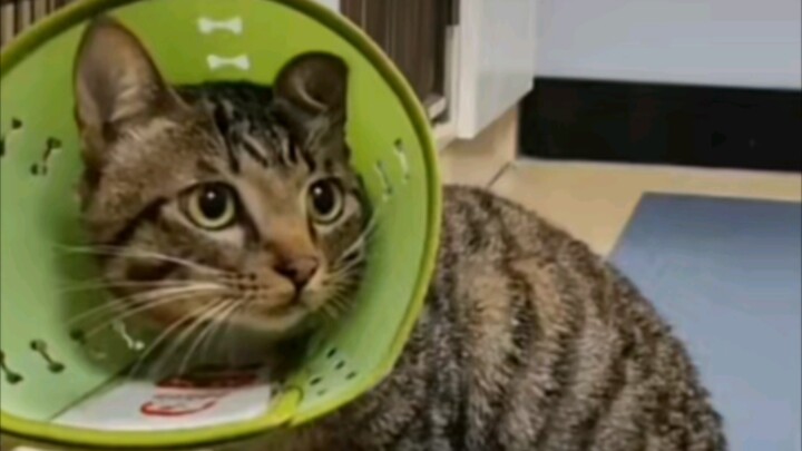 如果你的猫猫不听话就把它的铃铛割掉吧